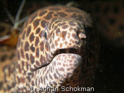 Up Close & Personal... Bali Olympus E-330 + 50mm Macro by Adrian Schokman 